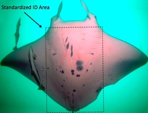 Why Is This Manta Ray Pink?