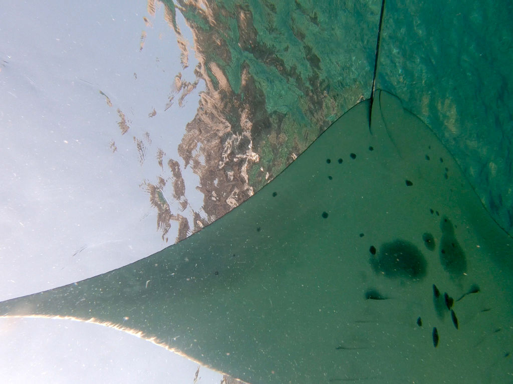 a723c0ba-98e4-4ddd-9596-ae1d14e79dd7