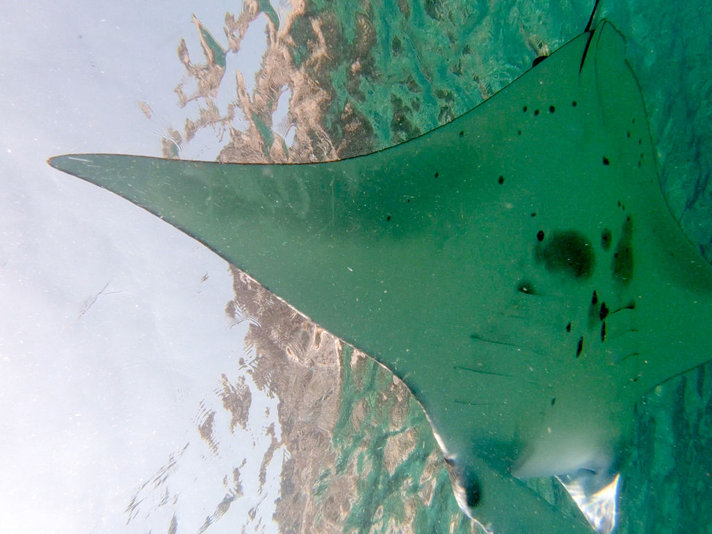 a723c0ba-98e4-4ddd-9596-ae1d14e79dd7