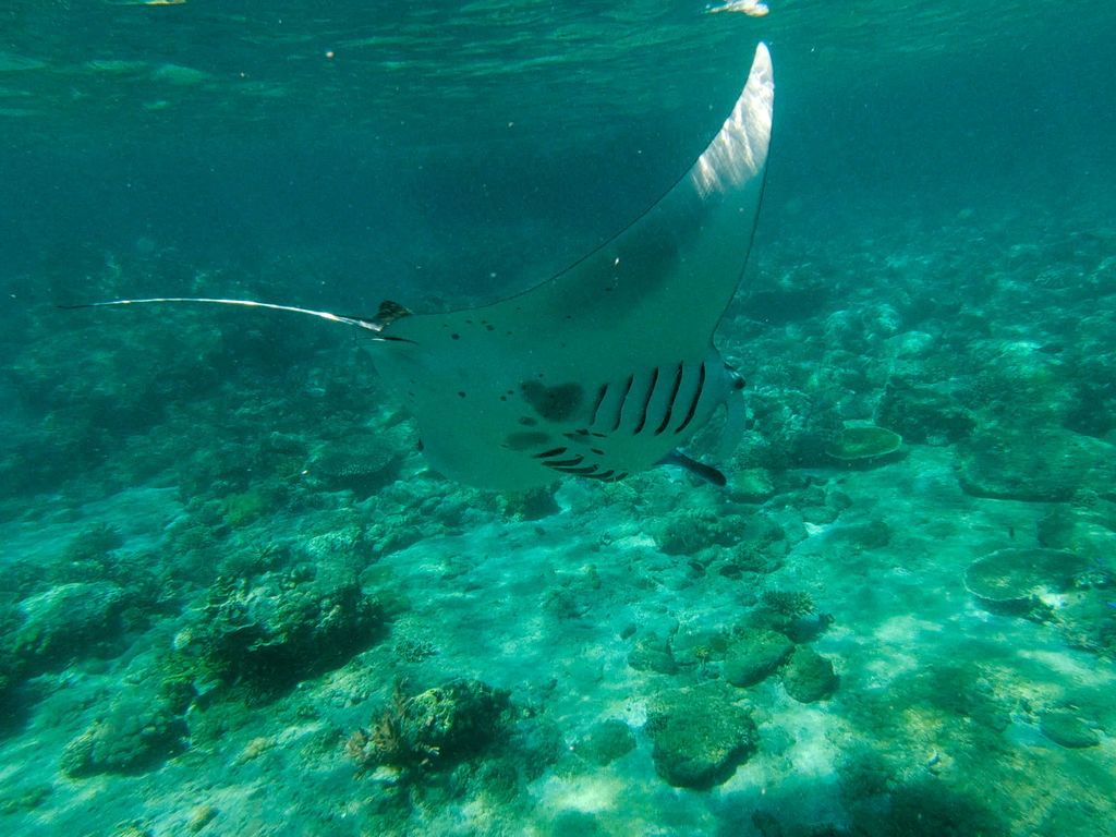 a723c0ba-98e4-4ddd-9596-ae1d14e79dd7