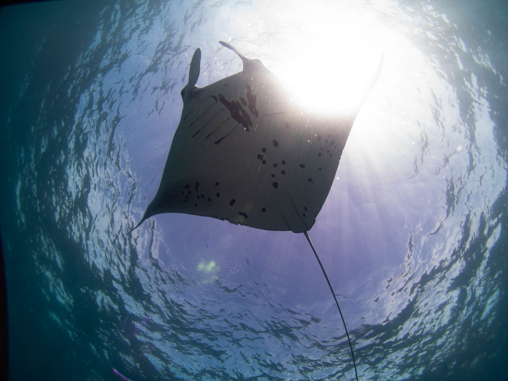 8f575cf3-19a2-4811-aec9-156691dee608