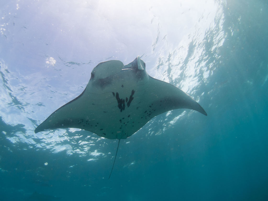 8f575cf3-19a2-4811-aec9-156691dee608