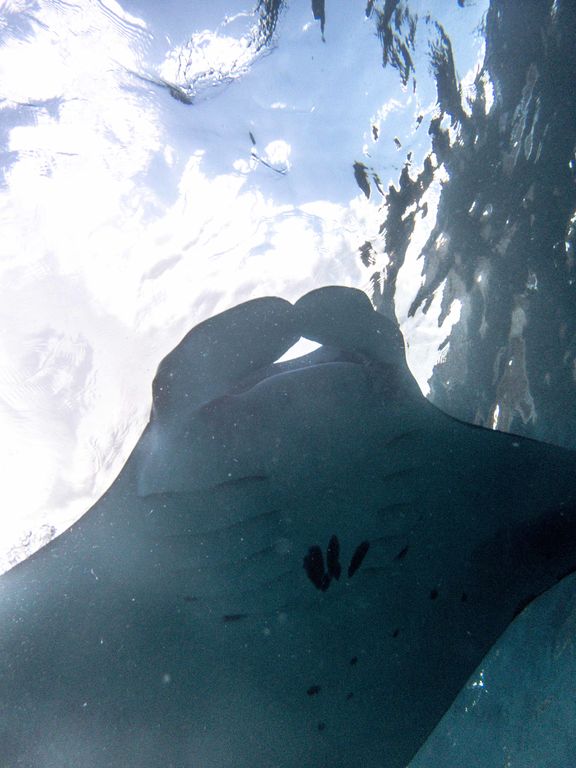 ca2972ed-febd-475e-ab46-4da7c17a3653