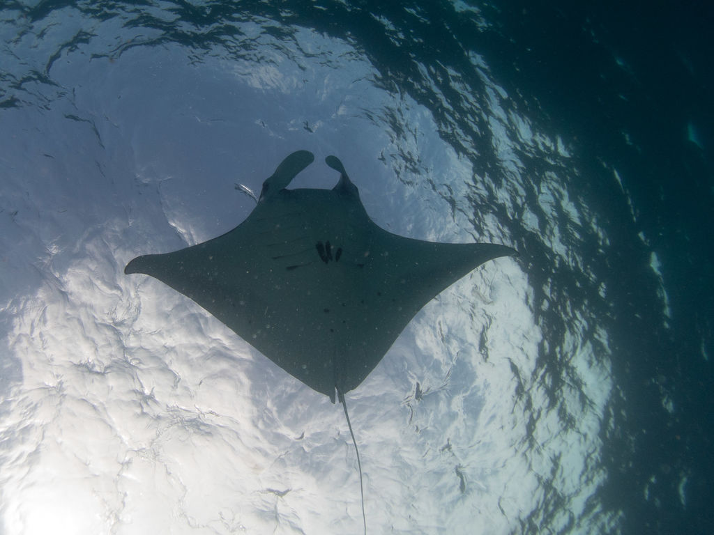 ca2972ed-febd-475e-ab46-4da7c17a3653