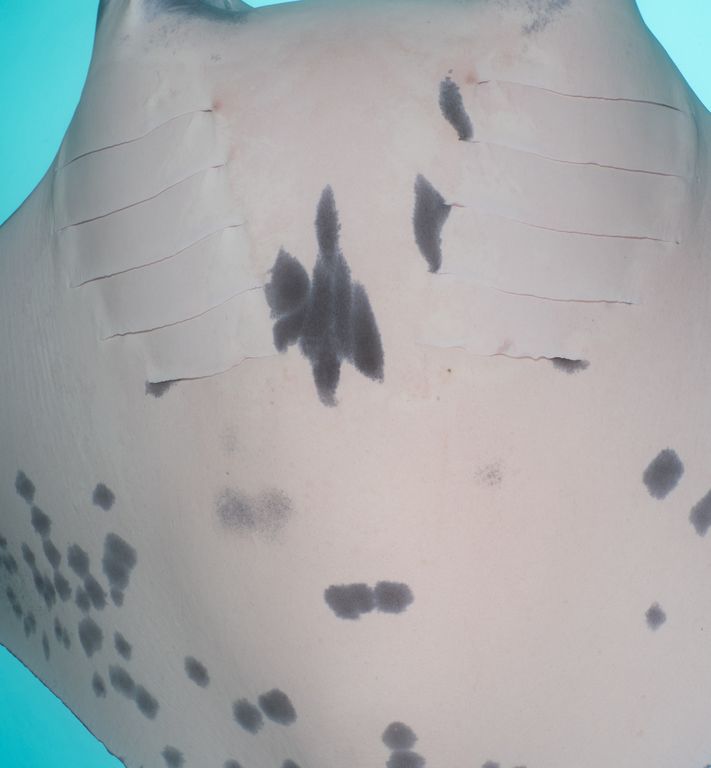 b2472882-4259-4749-83d3-3b54b647bd3f