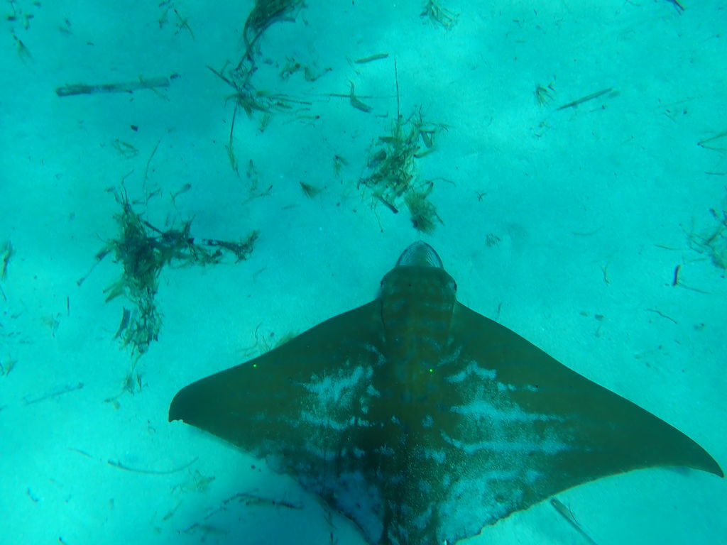 980e8fb7-71ce-456e-b5a3-12520ba1ece2