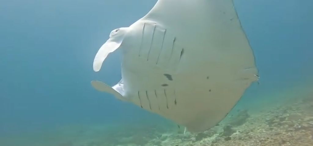 87f35b68-fa77-40ed-8ea5-de9f17962e51