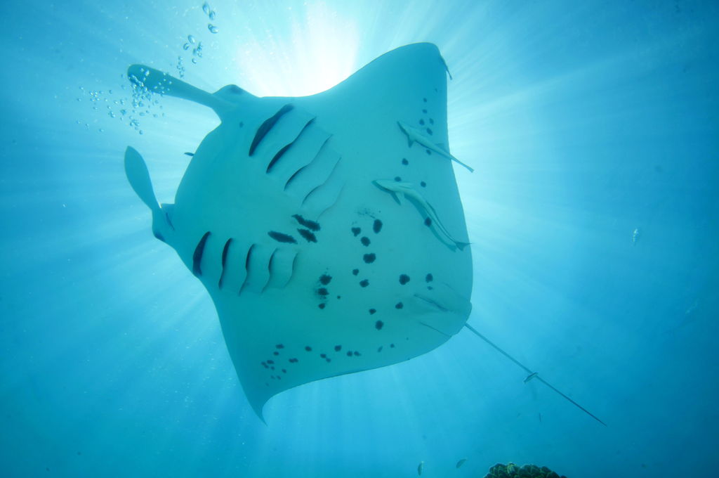 88e2bd96-8635-4d86-b4a7-fca5584ee228