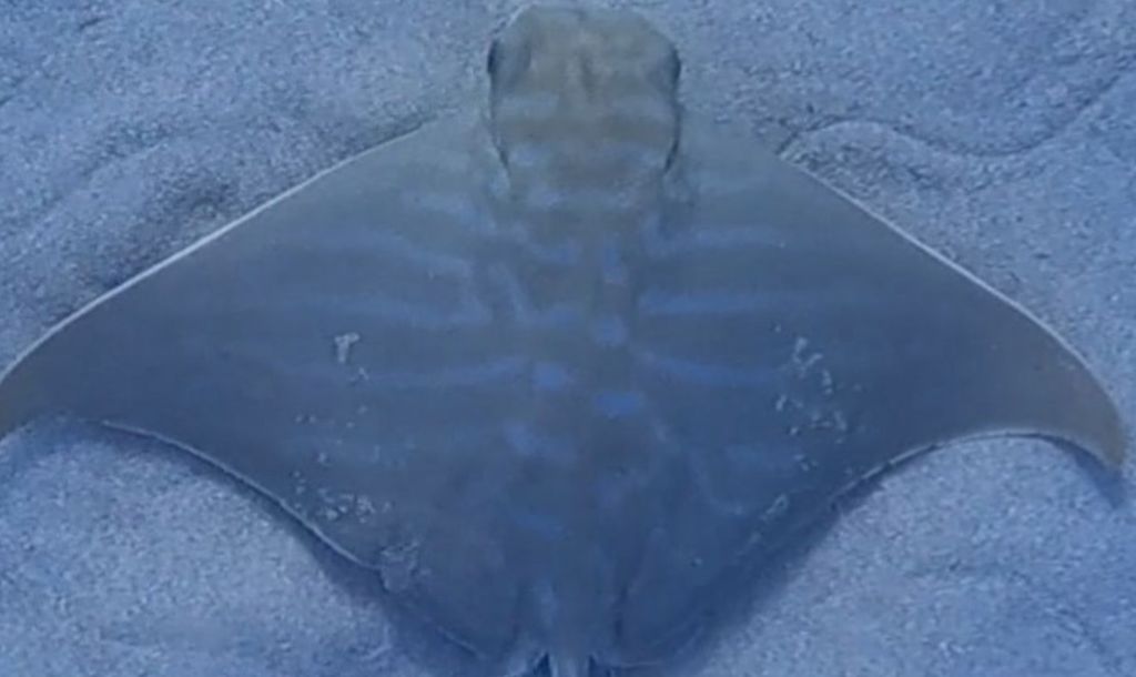 0083e962-196d-40d4-8ed2-b10d6ebefb87