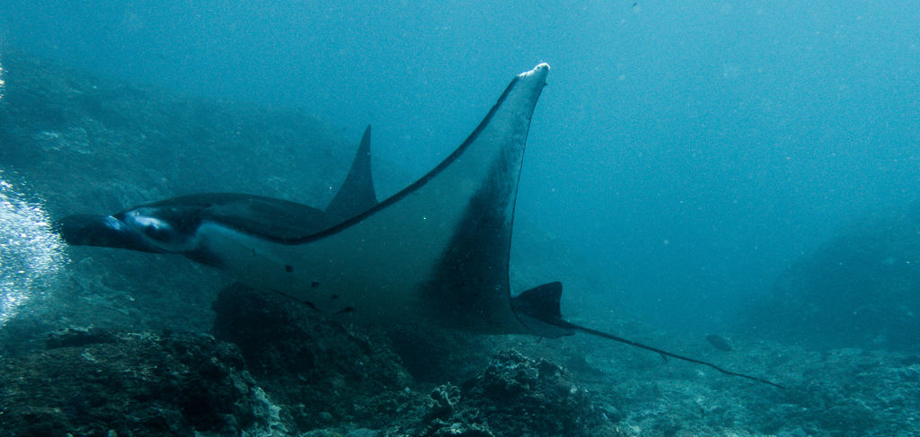 d3c2519e-eeb2-4bfe-a870-32860bc07f5f