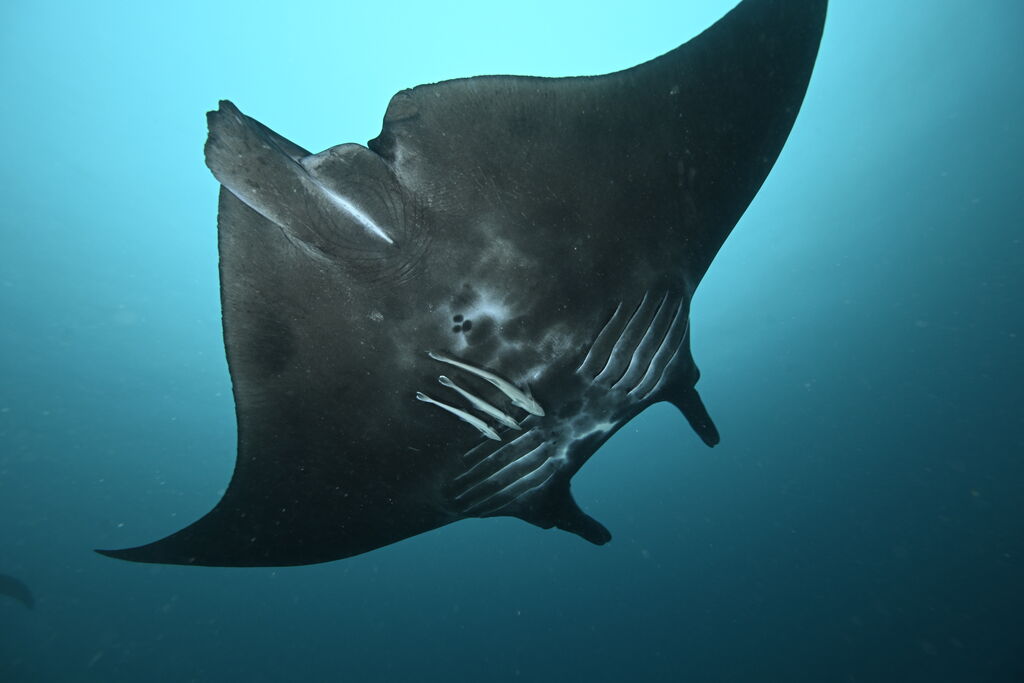 4c9c2d65-9493-469b-8076-254ae5f8ae5e