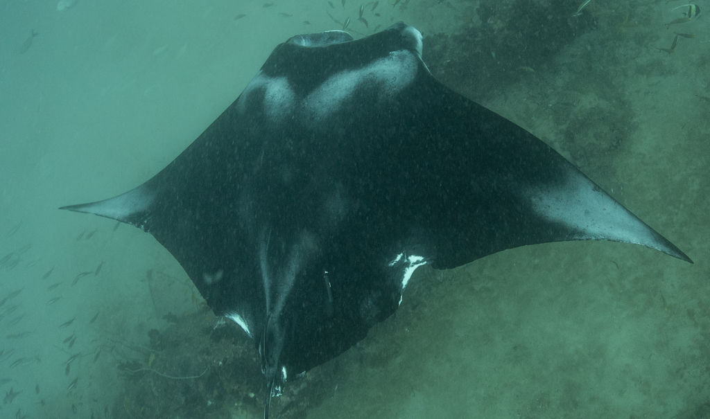 0019d396-1990-414e-ba32-99c29fff864b