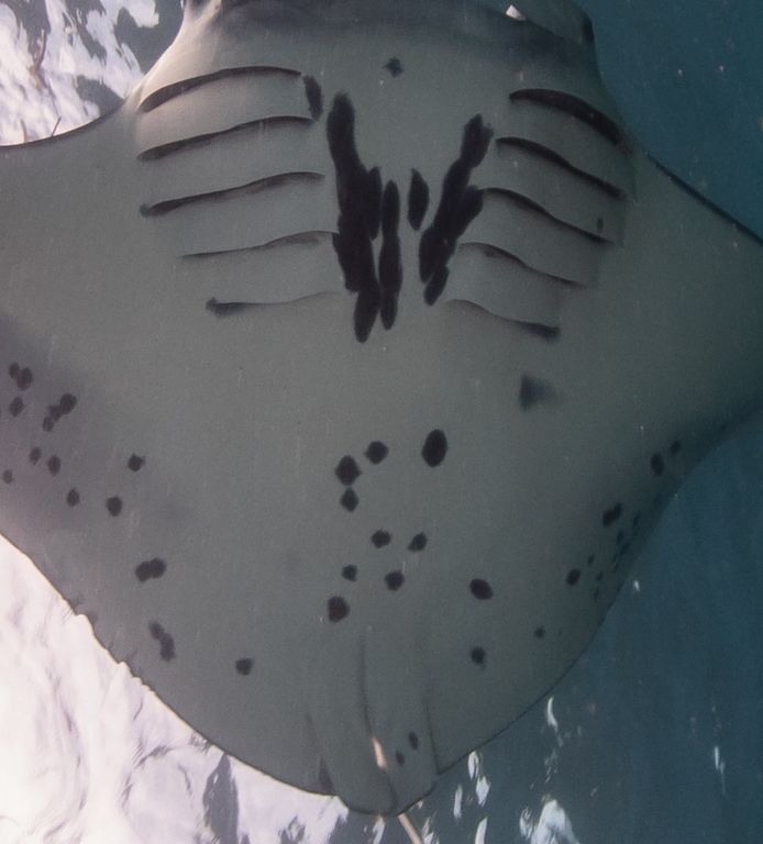 8f575cf3-19a2-4811-aec9-156691dee608