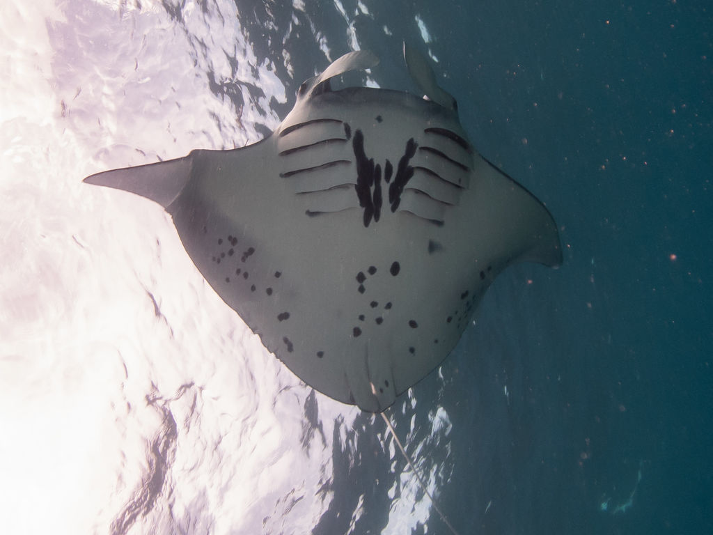 8f575cf3-19a2-4811-aec9-156691dee608