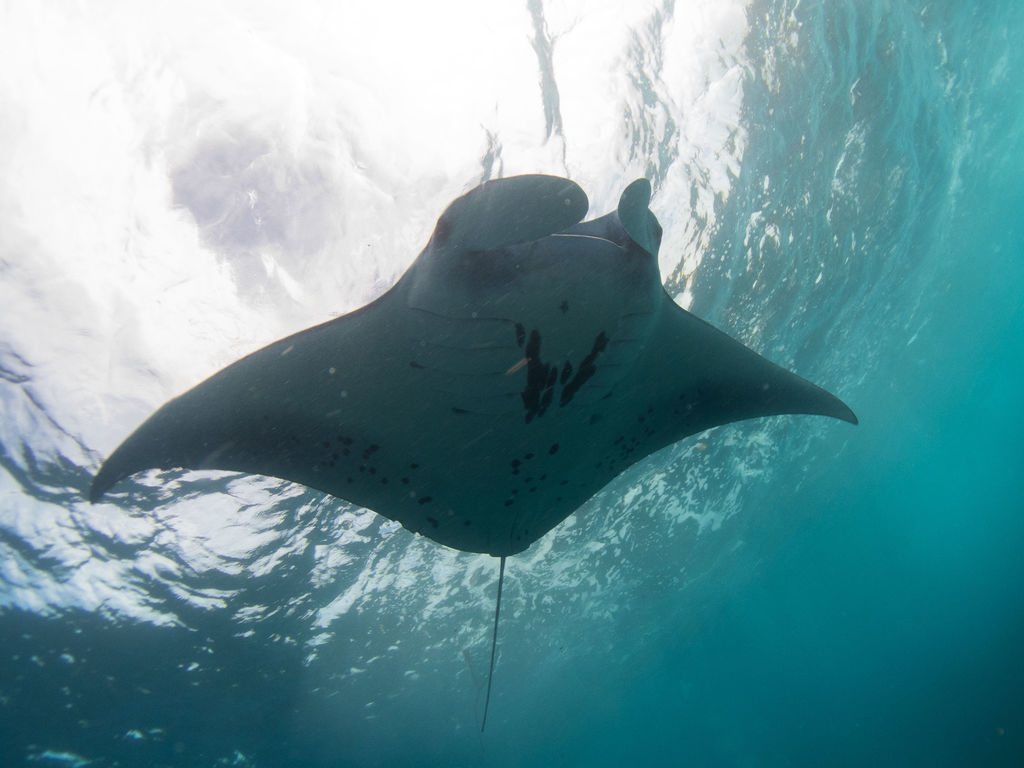 8f575cf3-19a2-4811-aec9-156691dee608