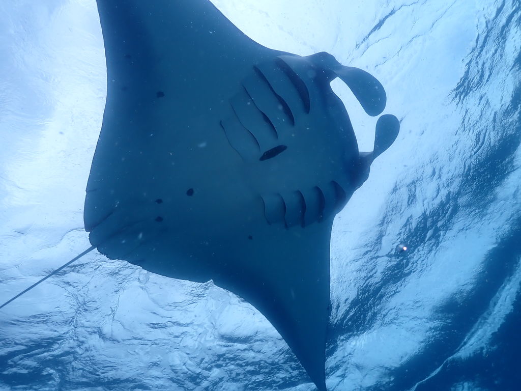 4f0ced2e-94ff-4668-a566-c32cc52f0afc