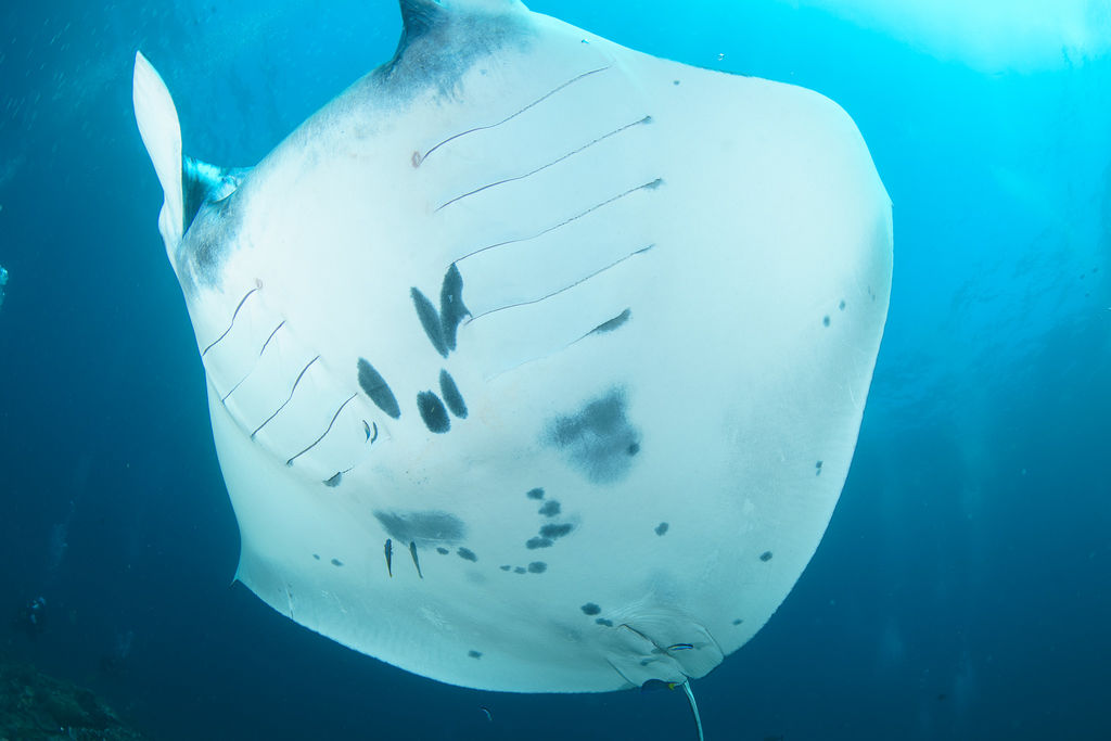 ac6a9db6-243d-4b59-a60d-3abe3f43a363