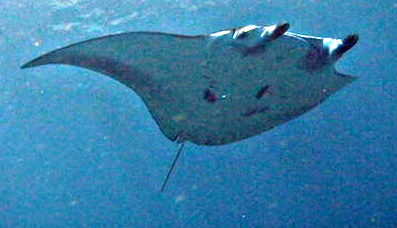 71039fc1-d186-400e-a715-187adcc37082