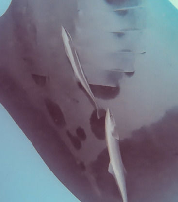 b50c517a-1518-48e5-8d03-a5a694670ce3