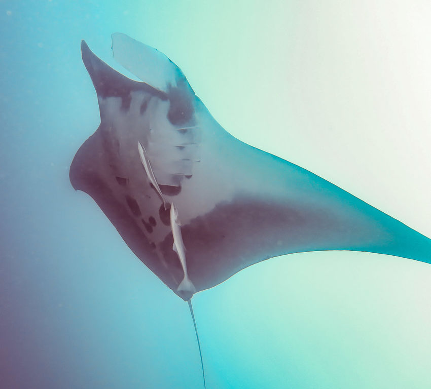 b50c517a-1518-48e5-8d03-a5a694670ce3