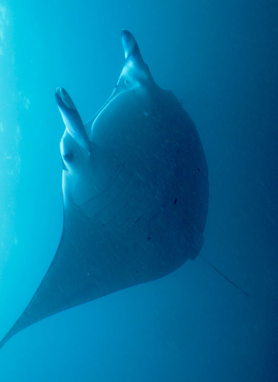 781c32fc-b8a0-4ff0-bbc6-948836cee481