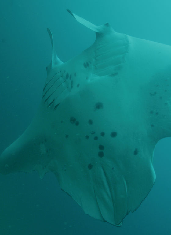 f9f51c91-205e-4d1d-b4c8-8e01616a81ae