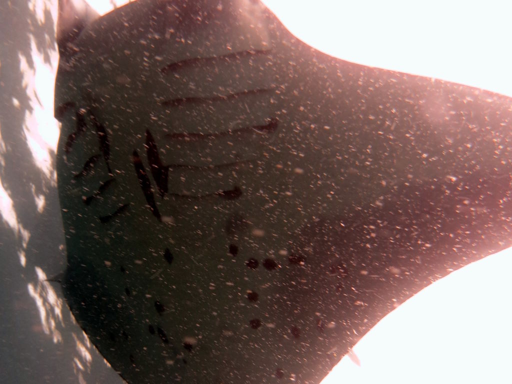 e498ba88-c645-43e6-84d3-5b3747a49c1b