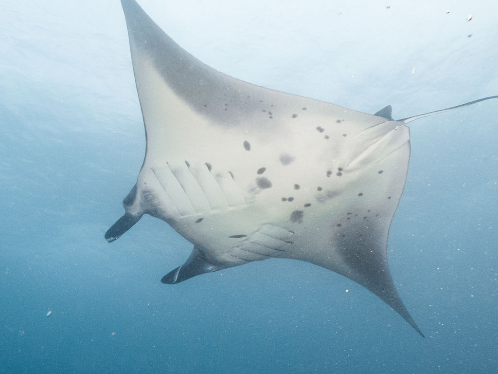 febe3c27-bc5b-430f-8e0b-c297f30b22a9