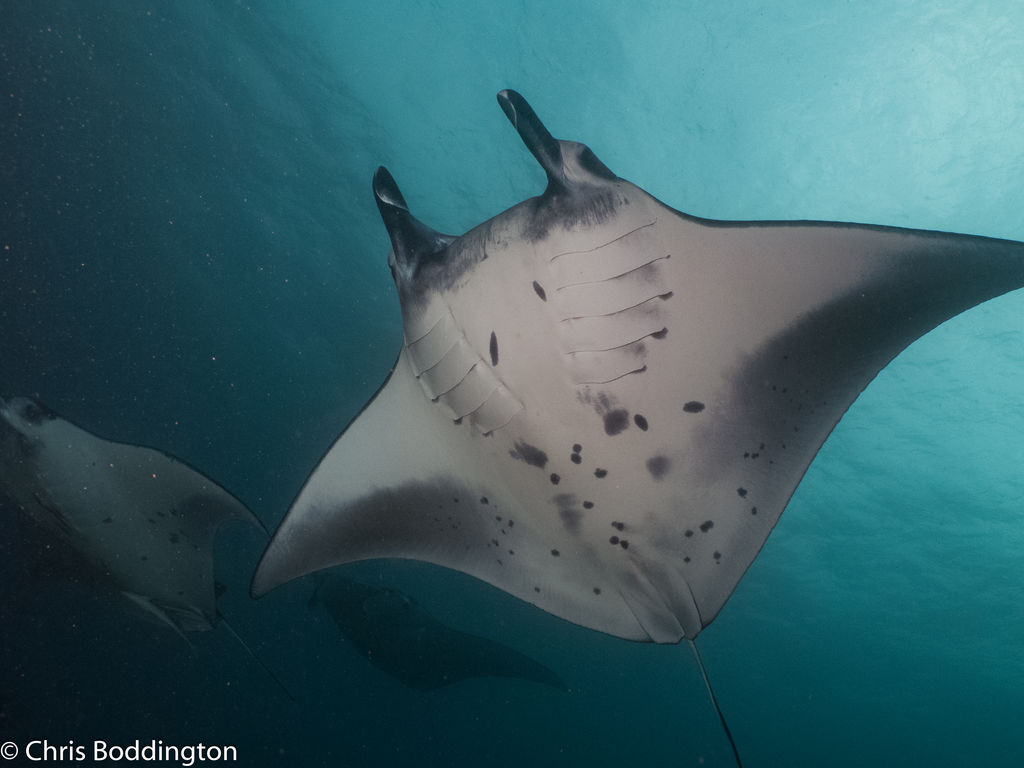 febe3c27-bc5b-430f-8e0b-c297f30b22a9