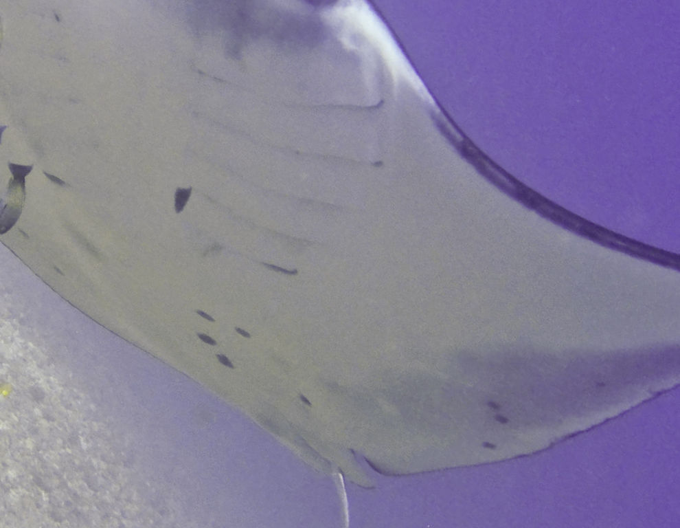 0e19a016-e72c-4a11-99fd-c98338aa3425