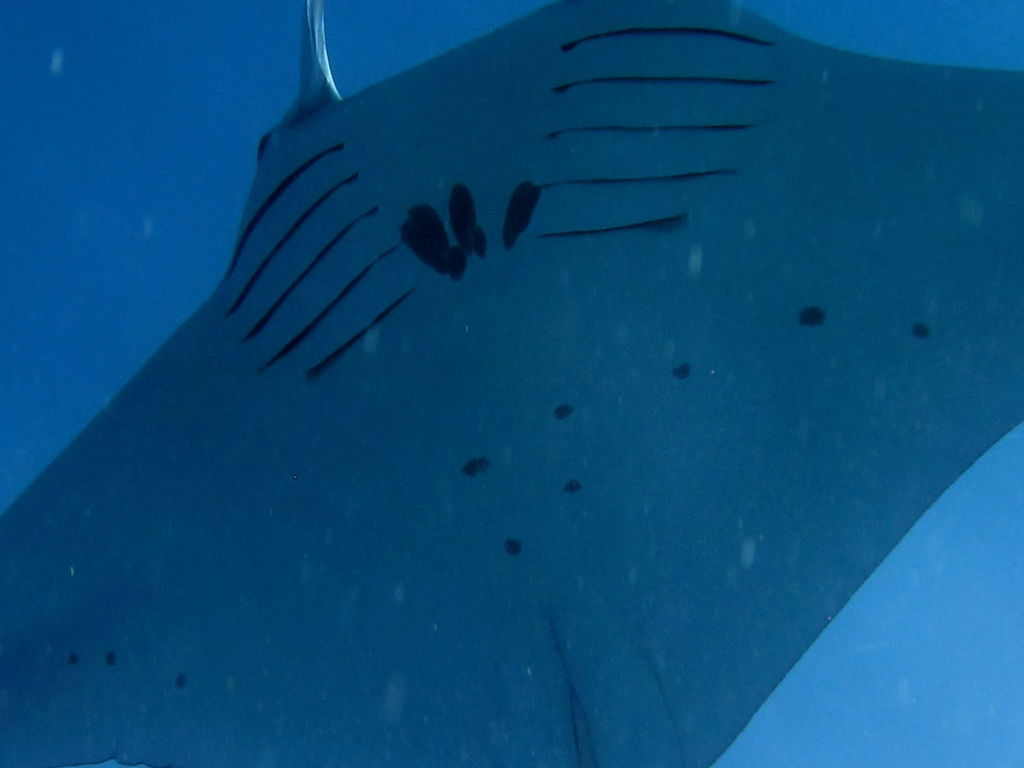 ca2972ed-febd-475e-ab46-4da7c17a3653