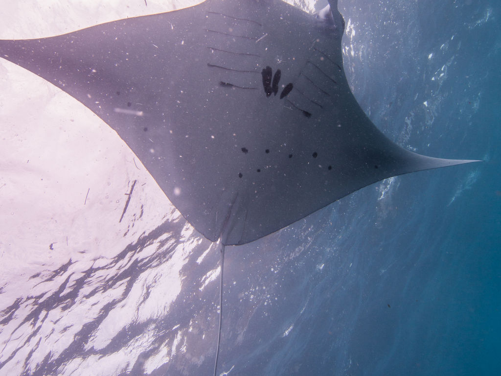 ca2972ed-febd-475e-ab46-4da7c17a3653