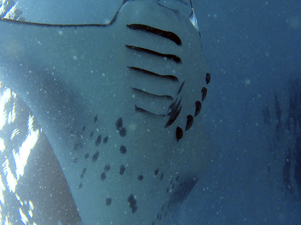 0185b83c-9217-447f-96ec-02bc8021f2b1