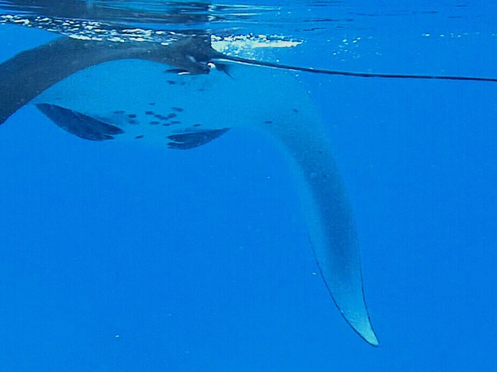 481fefec-b0bf-4392-8039-4e102270fd27