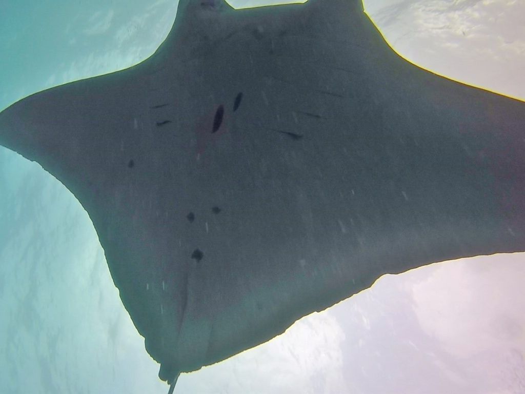 f297f01f-6fed-48d0-82b6-221b8ab0427a