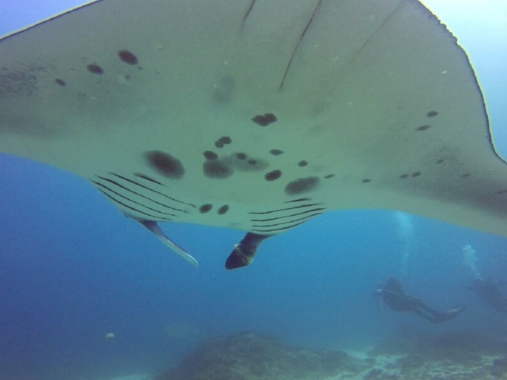 2a4ad653-953f-4945-964b-d7f1ba25e96f