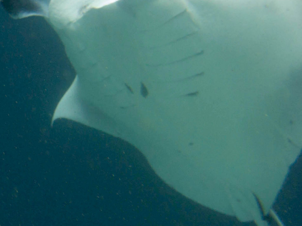 87f35b68-fa77-40ed-8ea5-de9f17962e51