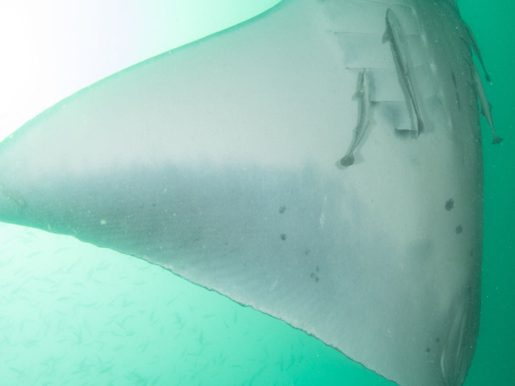 d61f412f-5a85-4638-afb1-feaed9964ccb