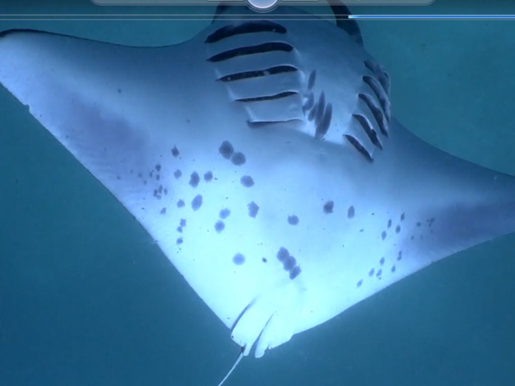 0185b83c-9217-447f-96ec-02bc8021f2b1