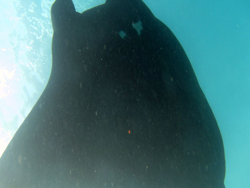 f8c02cef-88ba-48cf-901a-f515a36e3ef2