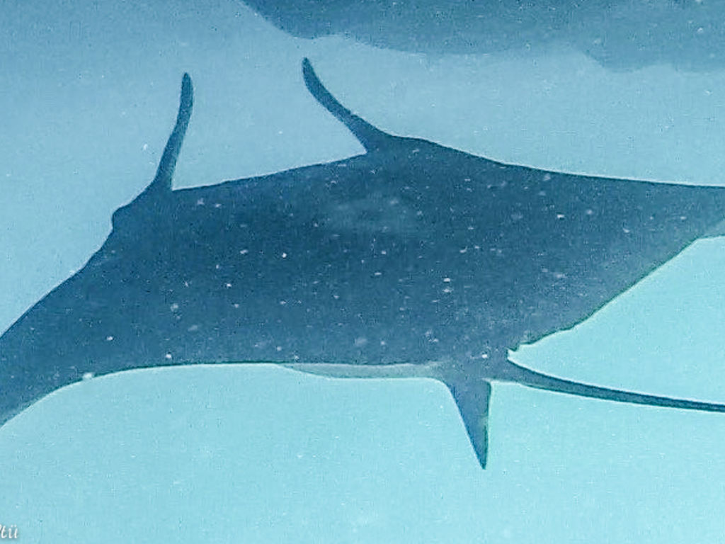 de4abe37-235b-47fb-b385-67139db4f62a