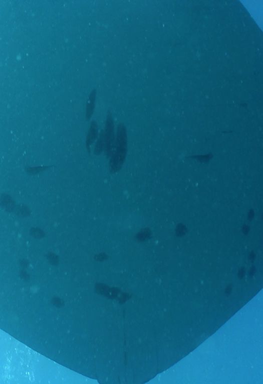 0185b83c-9217-447f-96ec-02bc8021f2b1