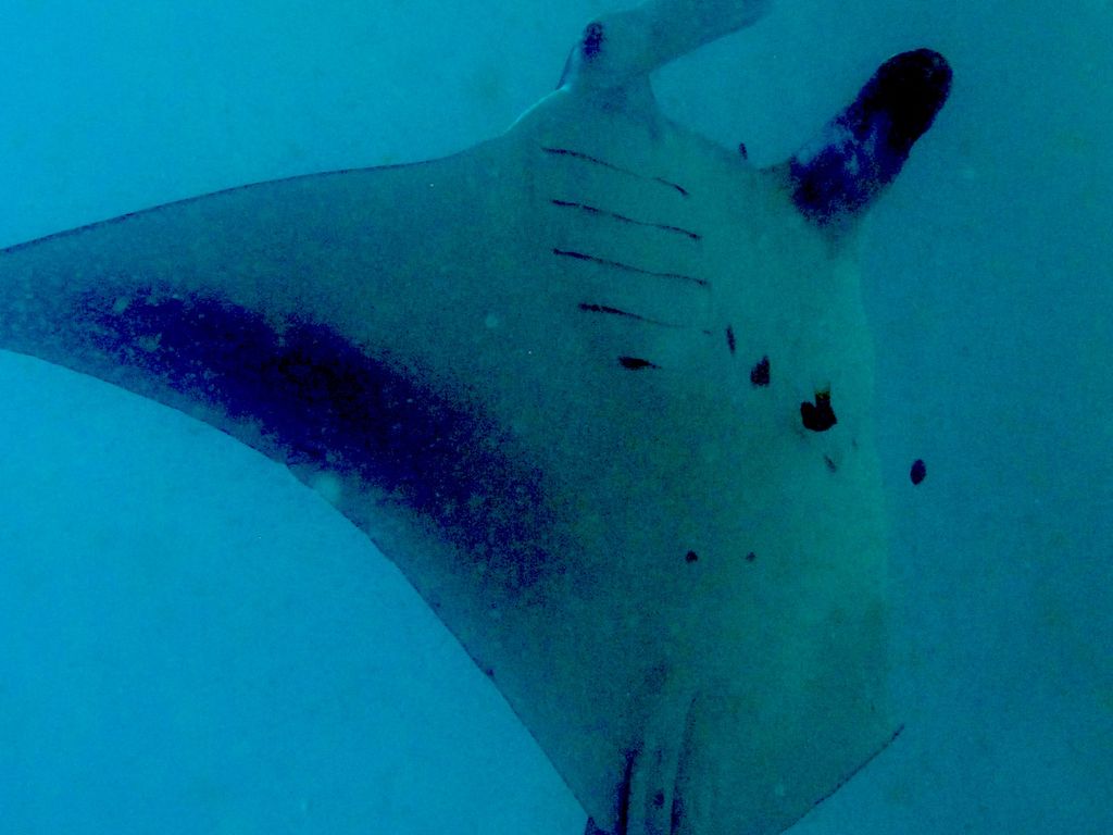 87f35b68-fa77-40ed-8ea5-de9f17962e51