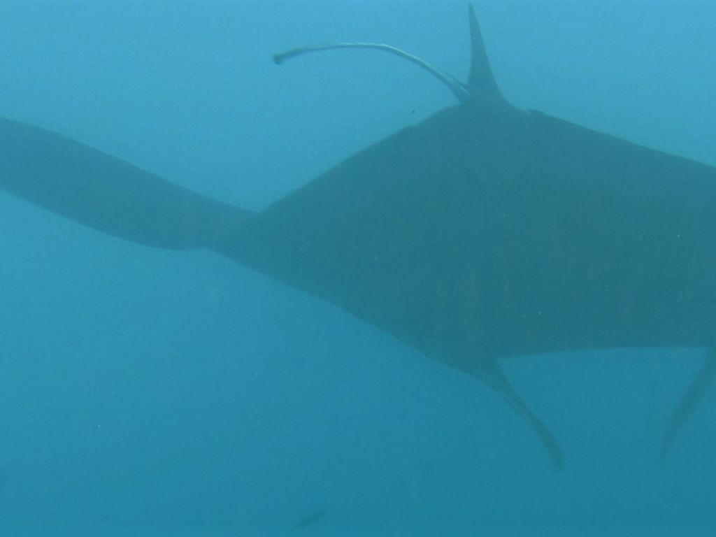 003b54ef-e7e9-4955-a666-e8eab0361416