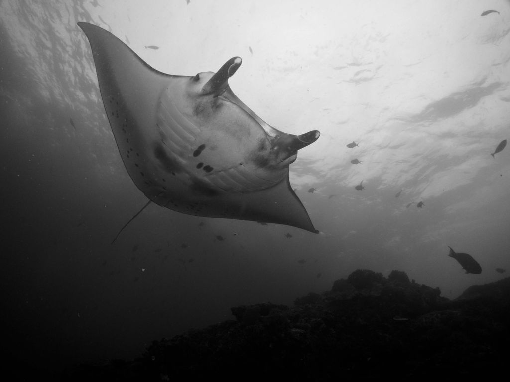 ffafd9c6-aeca-4c64-b453-2a5fa747fb62