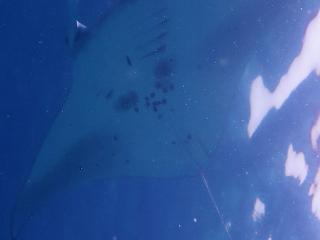 481fefec-b0bf-4392-8039-4e102270fd27