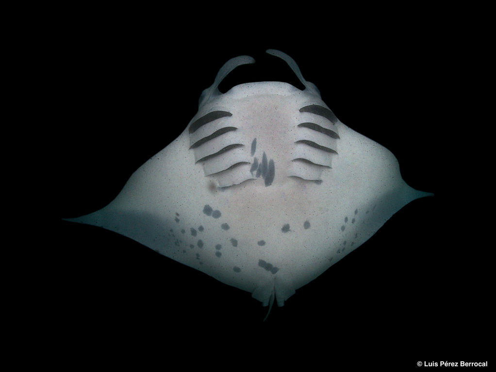 0185b83c-9217-447f-96ec-02bc8021f2b1